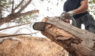 Tree Clearing