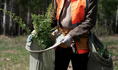 Bush Removal