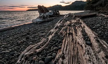 DRIFTWOOD<br />
& DEBRIS